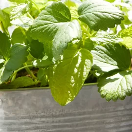 The Strawberry & Mint Trough