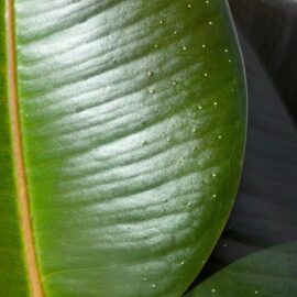 The Green Rubber Plant
